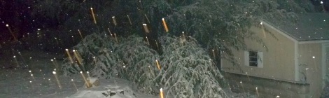 bamboo in snow
