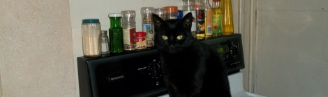 cat on stove