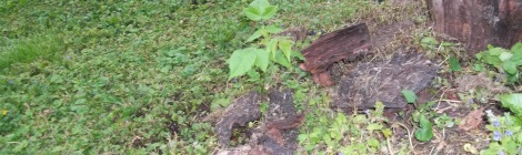 black walnut tree