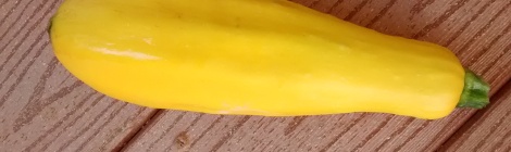 yellow straight neck squash